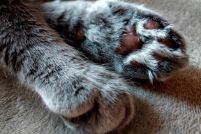 Дневник войны, глава 262. «Лежим с котом в коридоре. Готовность: вода, корм, паспорт, свисток, огнетушитель, турникет»