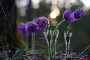Минутка лесотерапии. 10 ярких фото, чтобы отвлечься от новостей